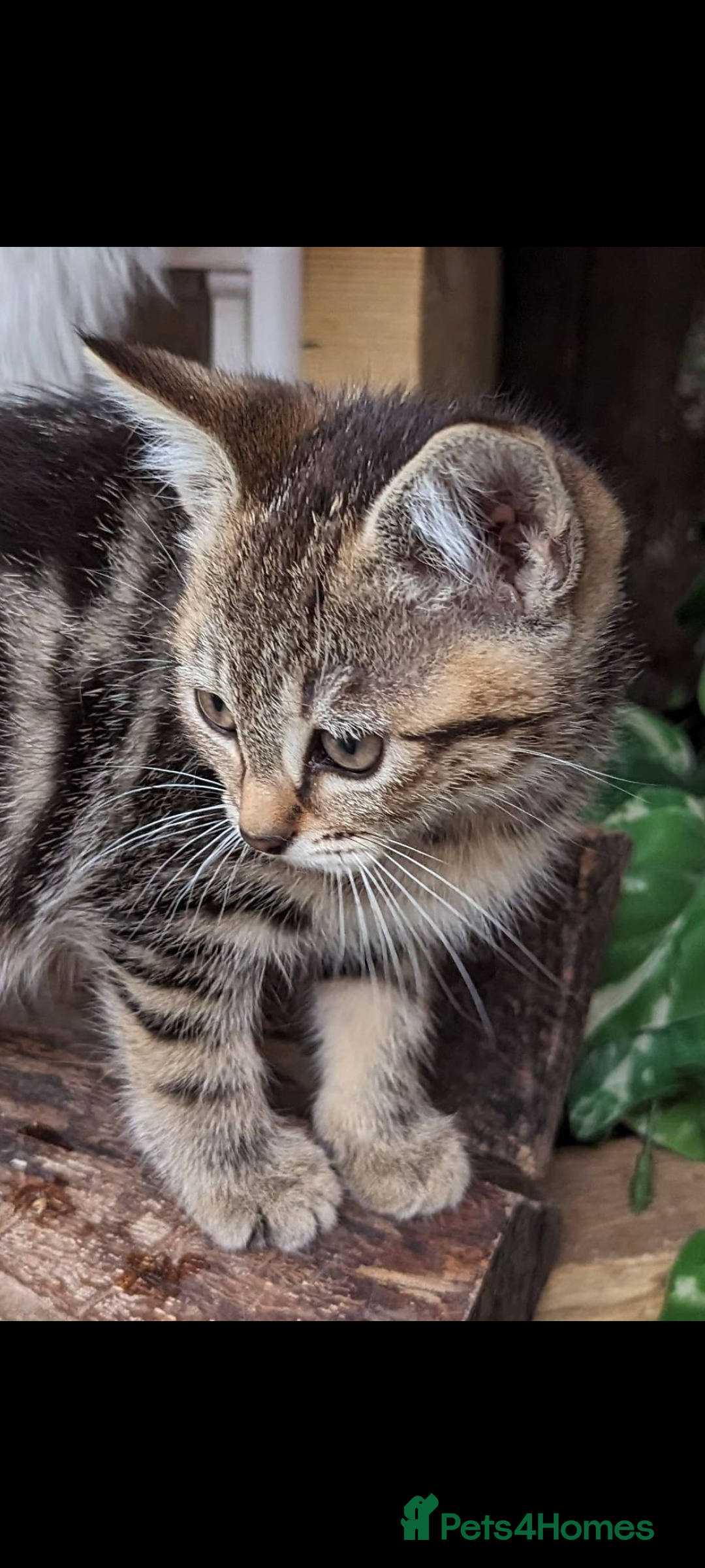 Mixed Breed cats for sale: Premium kittens for sale - Image 5