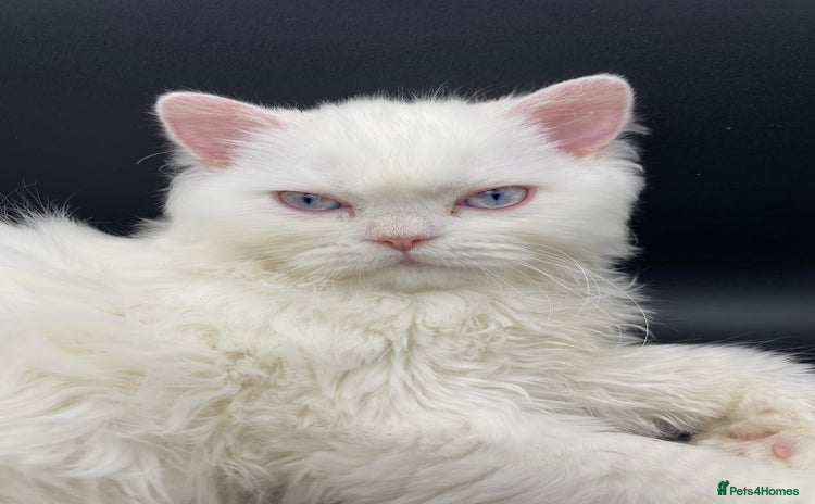 Persian cats - Advert 3