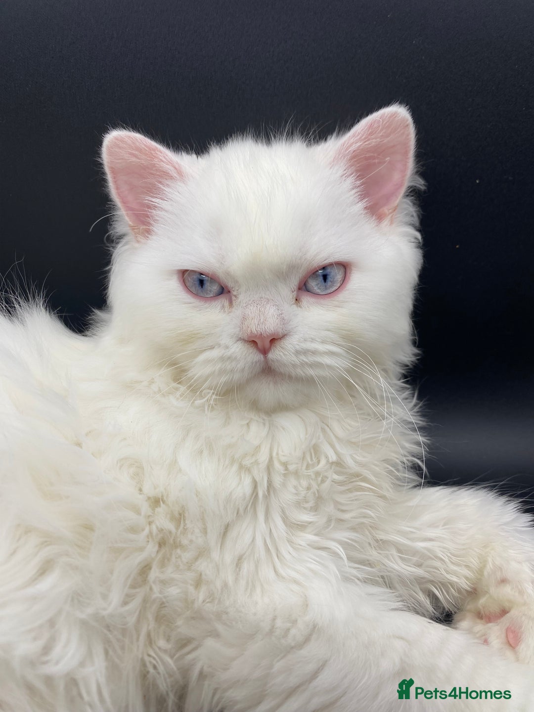 Persian cats for sale: Beautiful white persain  - Image 1