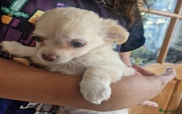 Chihuahua dogs for sale: Long coat Chihuahua puppy  - Image 2