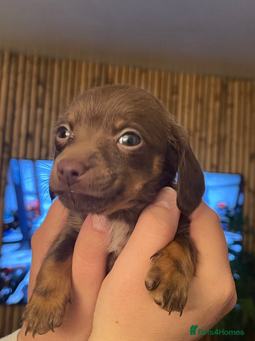 Mixed Breed dogs for sale: Dachshunds for sale  - Image 5