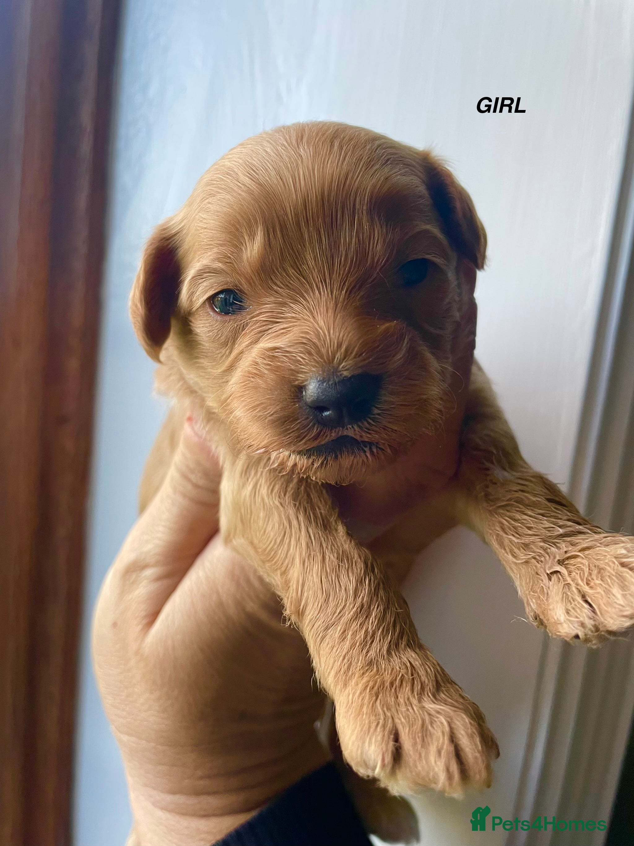 Maltipoo dogs MALTIPOO PUPPIES 5 STAR LICENSED BREEDER  - Advert 10