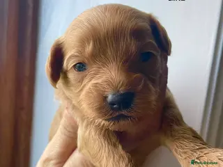 Maltipoo dogs MALTIPOO PUPPIES 5 STAR LICENSED BREEDER - Advert 10