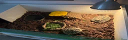 Hermann Tortoise reptiles for sale: 2 herman tortoises and setup - Advert 2