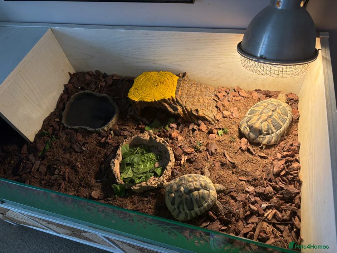 Hermann Tortoise reptiles for sale: 2 herman tortoises and setup - Advert 2
