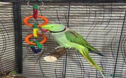 Parrots birds for sale: Alexandrine Parrot  - Image 2