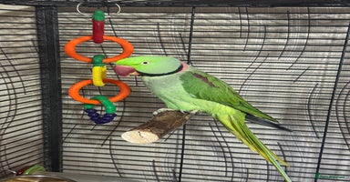 Parrots birds - Advert 10