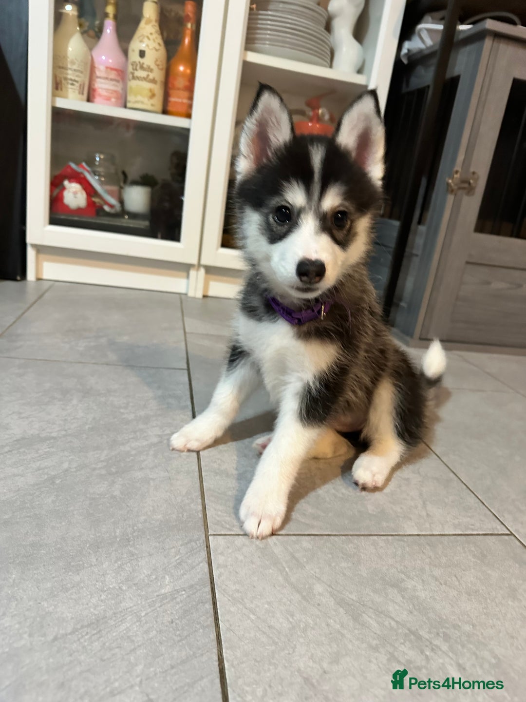 Pomsky dogs for sale: READY SMALL F4 POMSKY - Advert 29