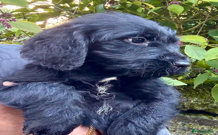 Australian Labradoodle dogs - Advert 1