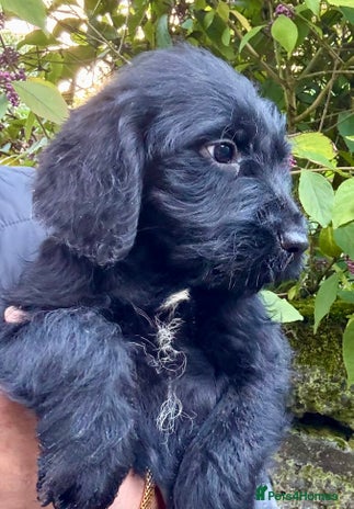 Australian Labradoodle dogs - Advert 12