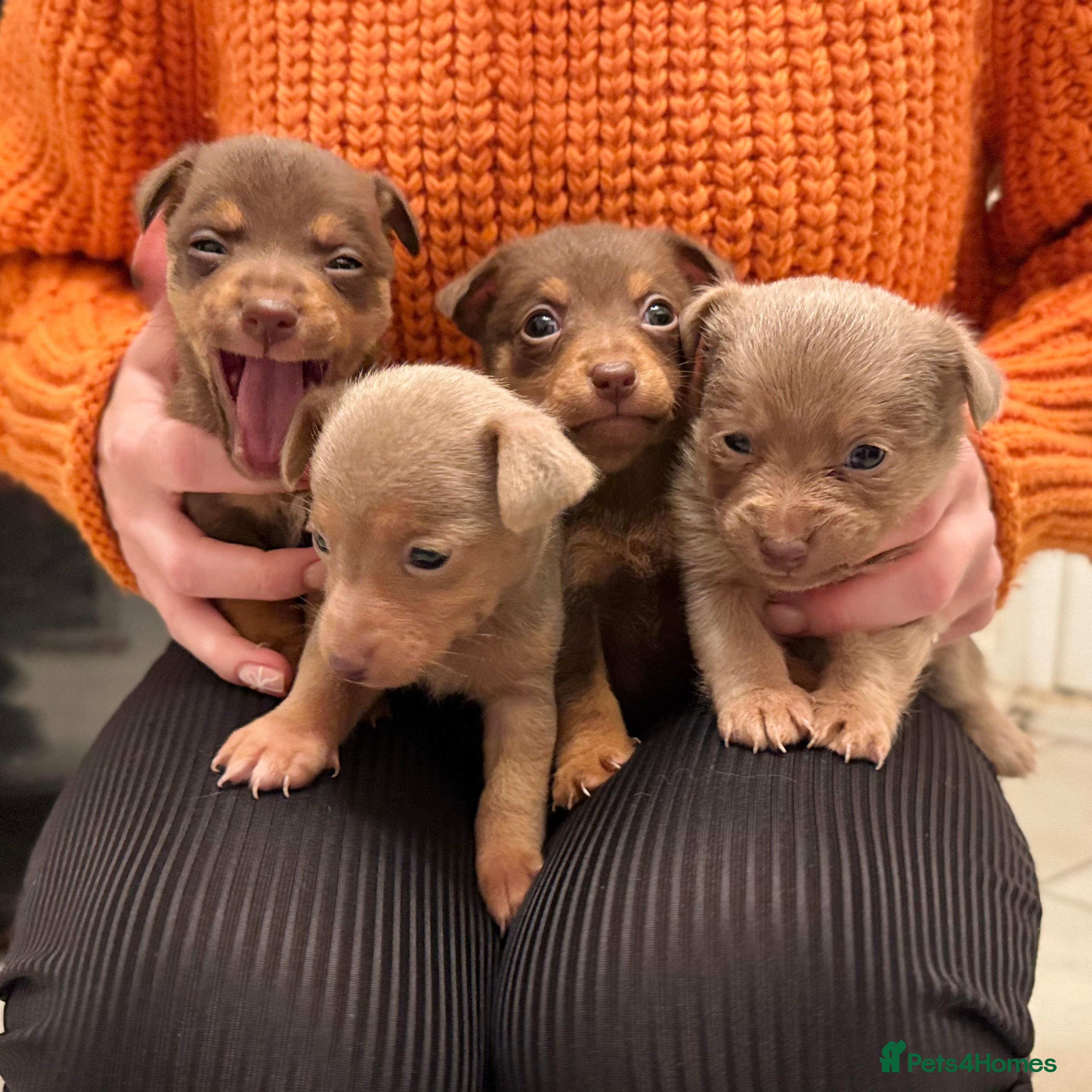 Jack Russell dogs Stunning miniature jack Russell puppies  - Advert 7