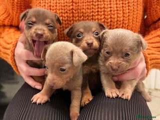 Jack Russell dogs Stunning miniature jack Russell puppies - Advert 2