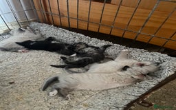 Mixed Breed cats for sale: Ragdoll x Maine coon kittens - Image 17