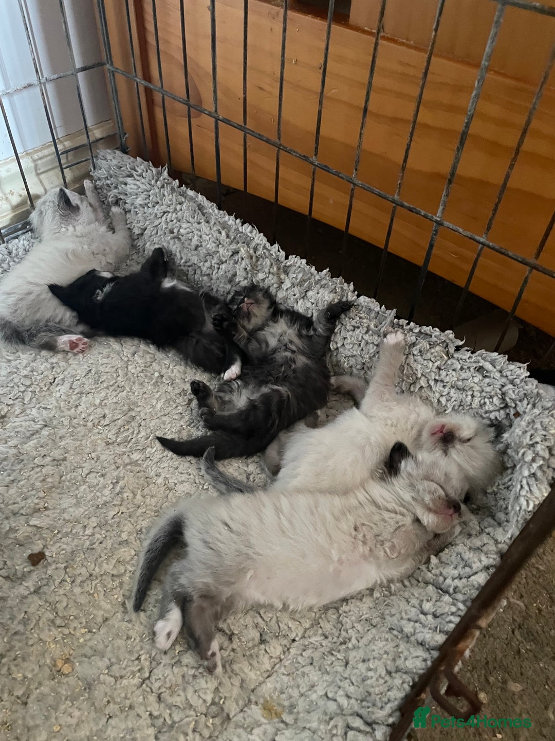 Mixed Breed cats for sale: Ragdoll x Maine coon kittens - Image 17