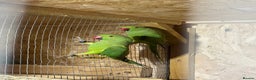 Parakeets birds for sale: Green female ring necks  - Advert 2