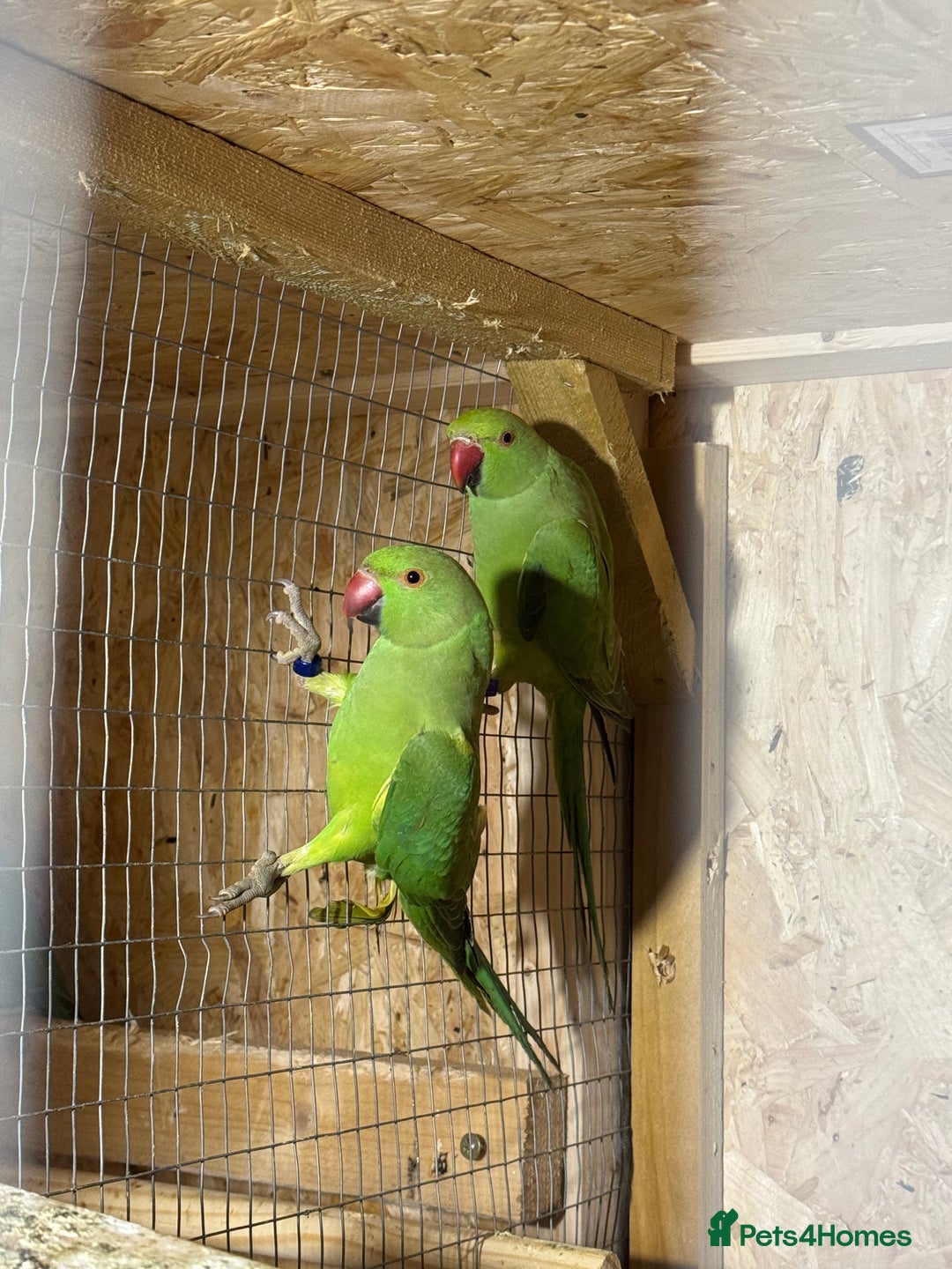 Parakeets birds for sale: Green female ring necks  - Advert 2