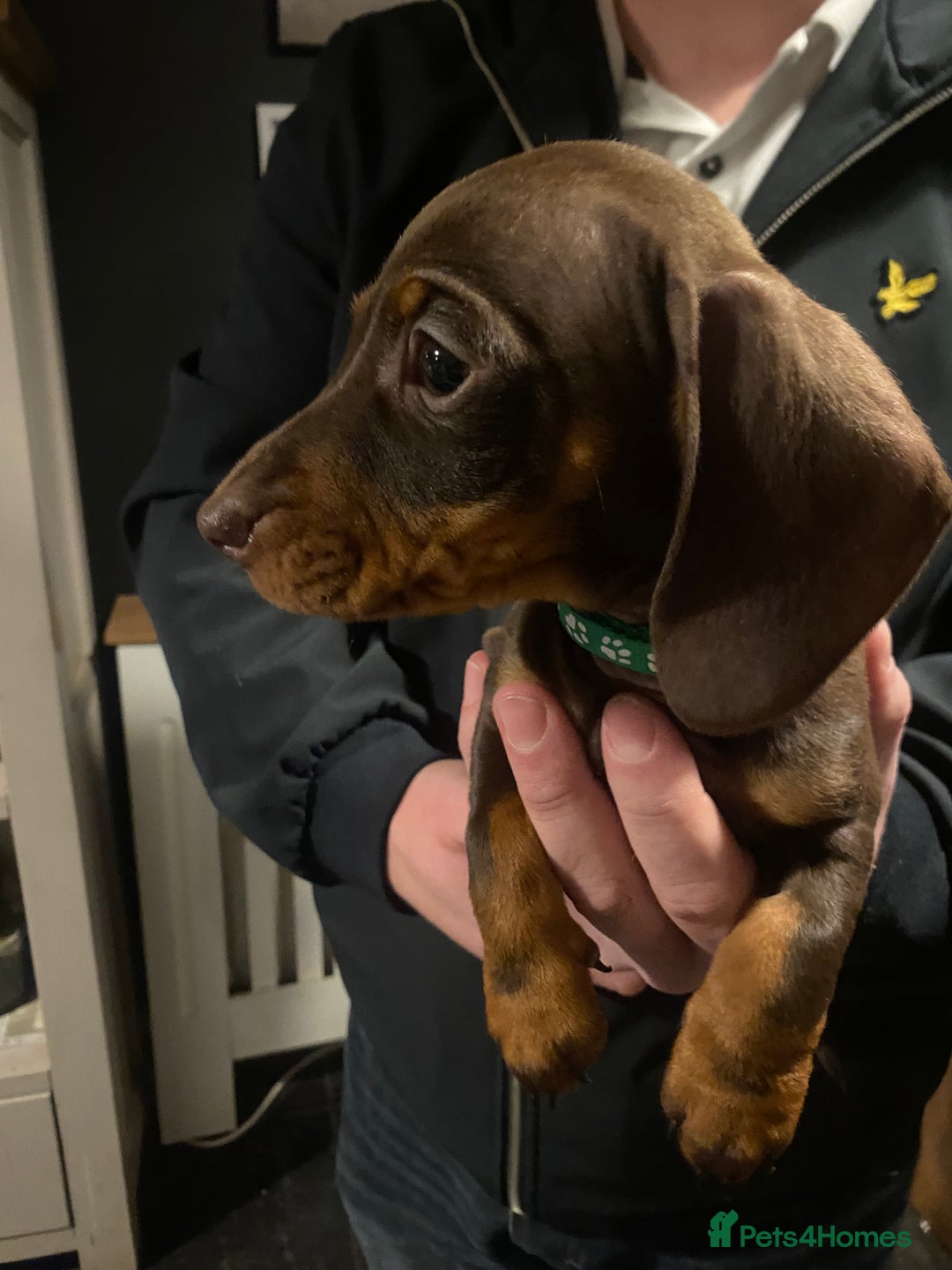 Miniature Dachshund dogs for sale: KC registered**Chocolate and tan**mini dachshunds  - Advert 14