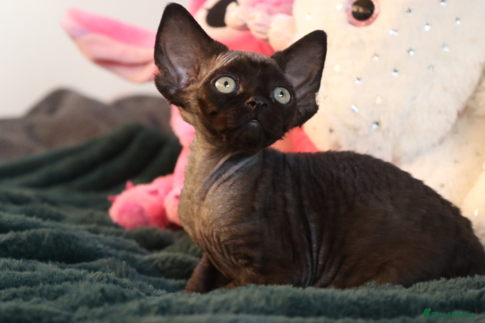 Devon Rex cats 🎉❤️Beautiful and healthy Devon Rex boy❤️🎉 - Advert 1