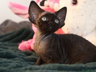 Devon Rex cats 🎉❤️Beautiful and healthy Devon Rex boy❤️🎉 - Advert 1