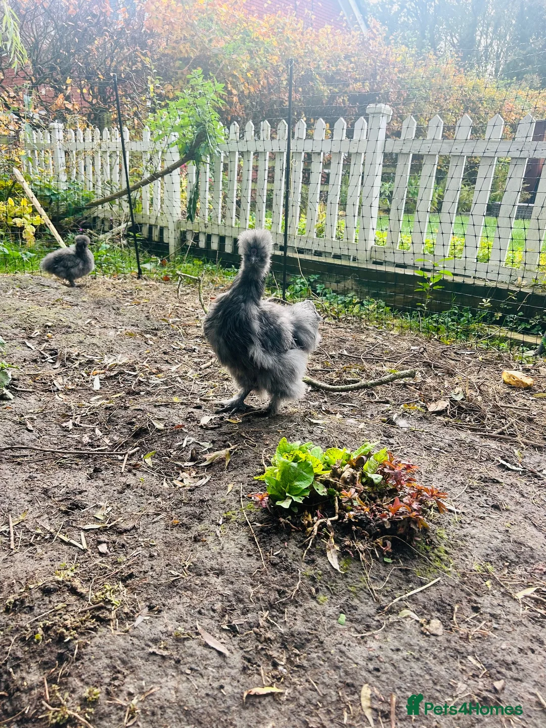 Chickens poultry for sale: Blue/grey/cuckoo silkies  in Skelmersdale - Advert 2