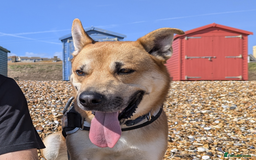Mixed Breed dogs for sale: Odin. Sweet and beautiful crossbreed boy - Image 12
