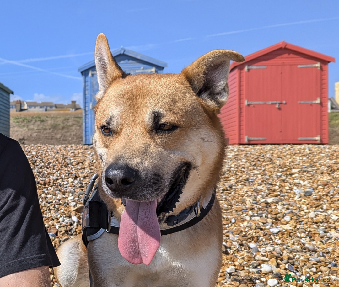 Mixed Breed dogs for sale: Odin. Sweet and beautiful crossbreed boy - Image 12