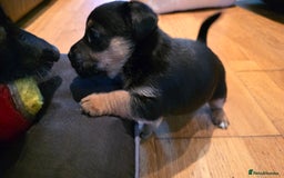 Jack Russell dogs for sale: Jack Russell puppies  - Image 6