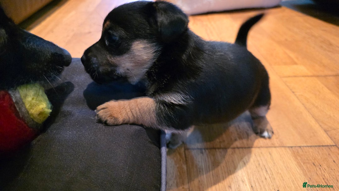 Jack Russell dogs for sale: Jack Russell puppies  - Image 6