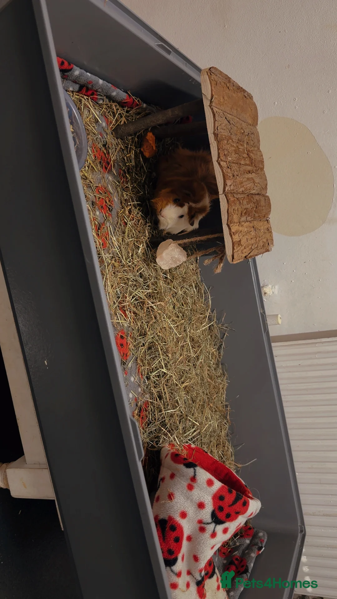 Guinea Pig rodents for sale: Guinea Pig Looking for Home + cage + food - Advert 5