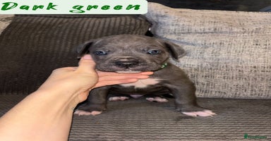 Cane Corso dogs - Advert 8