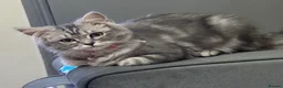 Maine Coon cats for sale: My lovely friend is here for sales  - Advert 11