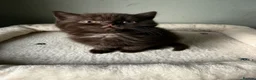 British Shorthair cats for sale: Our Beautiful British Shorthair Kittens - Advert 33