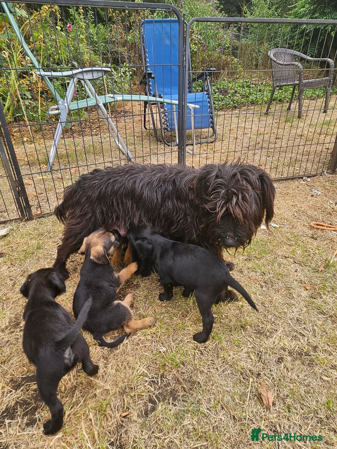 Mixed Breed dogs for sale: Patterdale x border terrier pups  in Burford - Advert 5