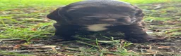 Cocker Spaniel dogs for sale: ❤️ 100% SHOWTYPE HEALTH TESTED COCKER SPANIEL ❤️ - Advert 14
