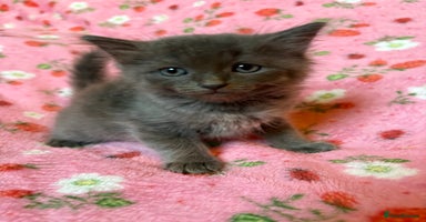 Persian cats - Advert 7