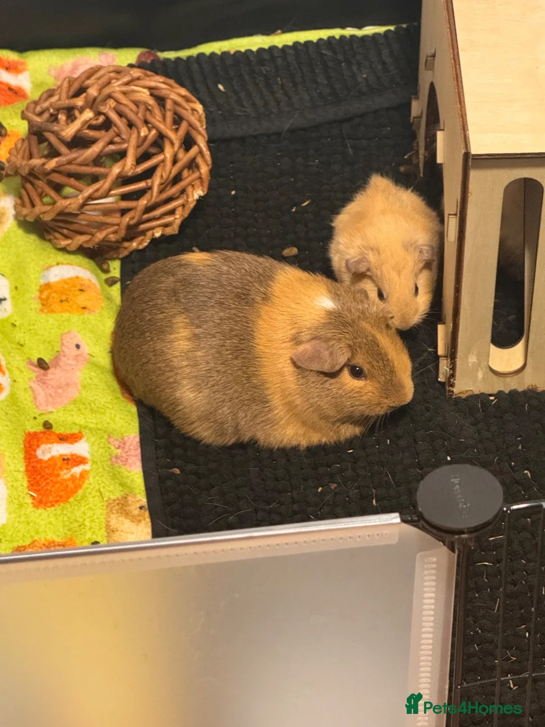 Guinea Pig rodents for sale: 4 Guinea Pigs  in London - Advert 6