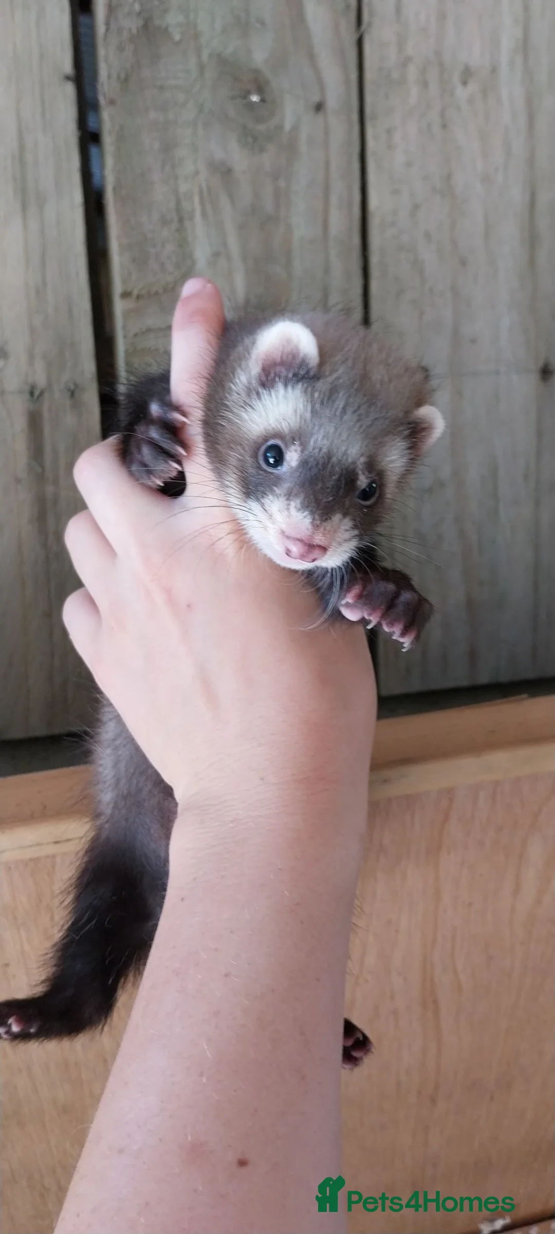 Ferret rodents for sale: Ferret hob kit - Advert 1