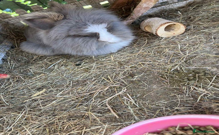 Lionhead rabbits - Advert 1