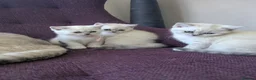 British Shorthair cats for sale: Beautiful British shorthair kittens - Advert 6