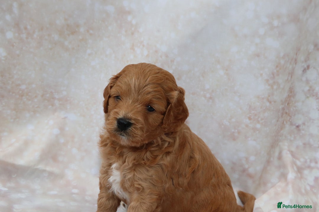 Cavapoo dogs for sale: Cavapoo  - Image 38