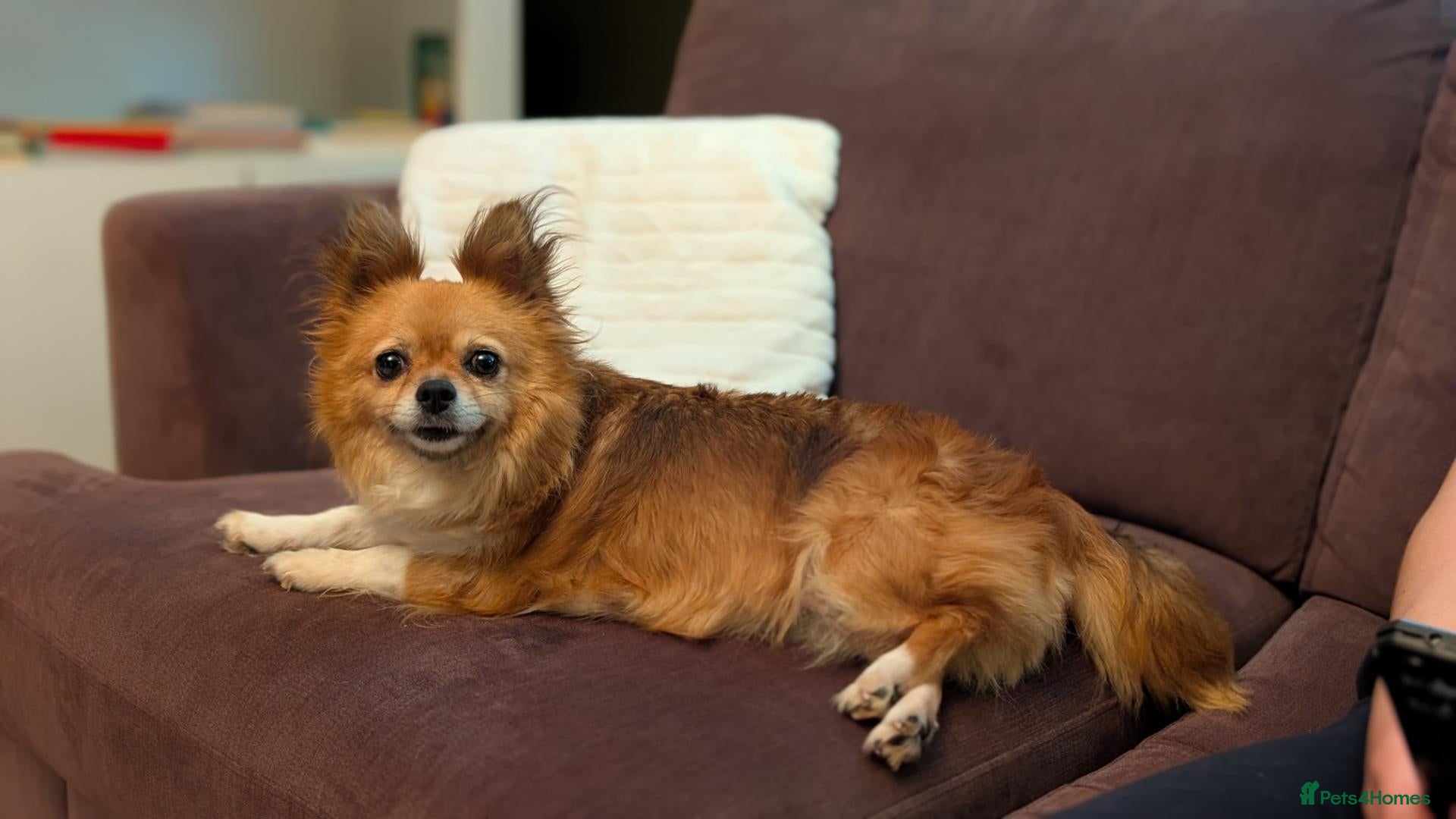 Pomchi dogs Lady - aged 10 needs rescuing  - Advert 13