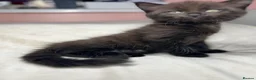 Mixed Breed cats for sale: Mixed kittens  - Advert 29