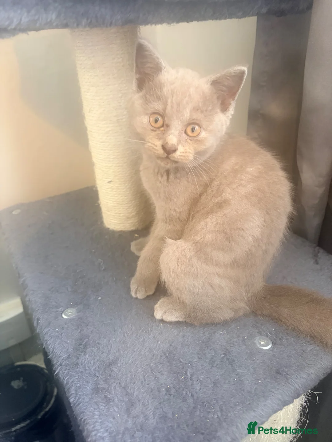 British Shorthair cats for sale:   L  Affectionate British Shorthair kittens - Advert 2
