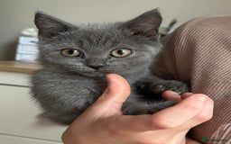 British Shorthair cats for sale: LAST MALE British shorthair kitten ready now in Sleaford - Image 8