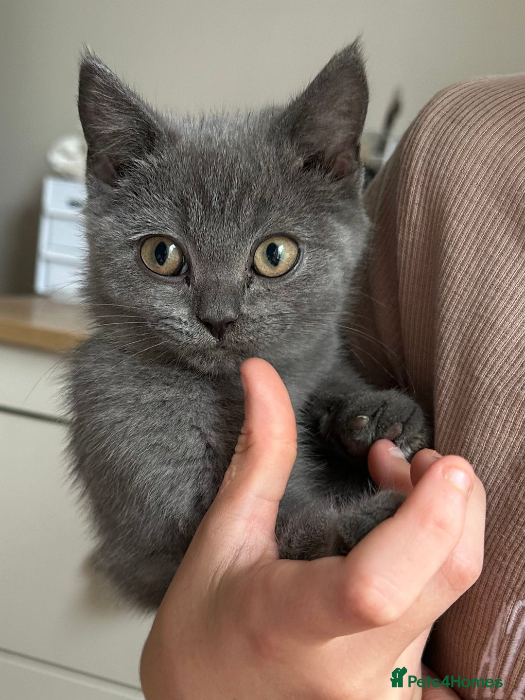 British Shorthair cats for sale: LAST MALE British shorthair kitten ready now in Sleaford - Image 8