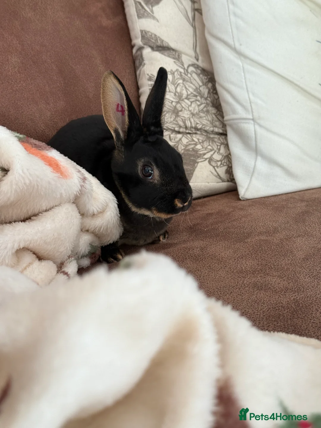 Rex rabbits for sale: Purebred Adult and Junior Mini Rex Available - Advert 8