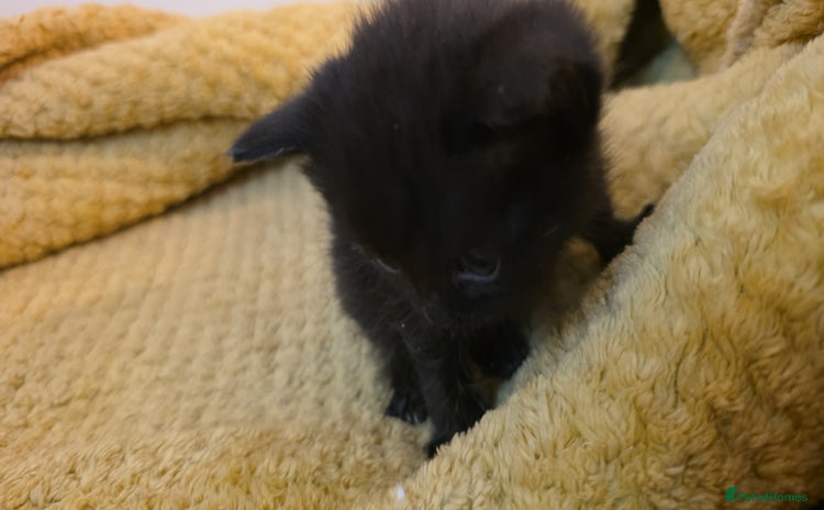 British Shorthair cats Kittens  - Advert 15