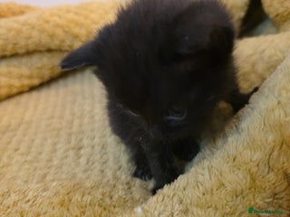 British Shorthair cats Kittens - Advert 4