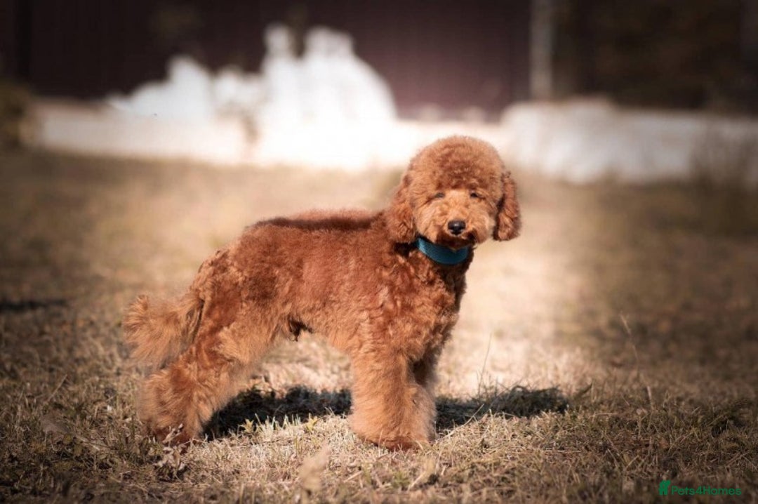 Toy Poodle dogs for stud: AT STUD KC REG TOY POODLE JAM  CLEAR DNA TESTS in High Wycombe - Image 2