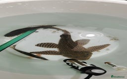 Plecos fish for sale: 30cm pleco  - Image 1